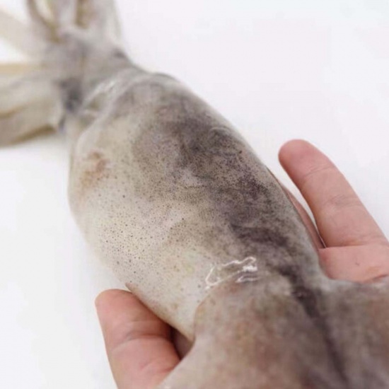 Mực ống tươi ngon giá tốt